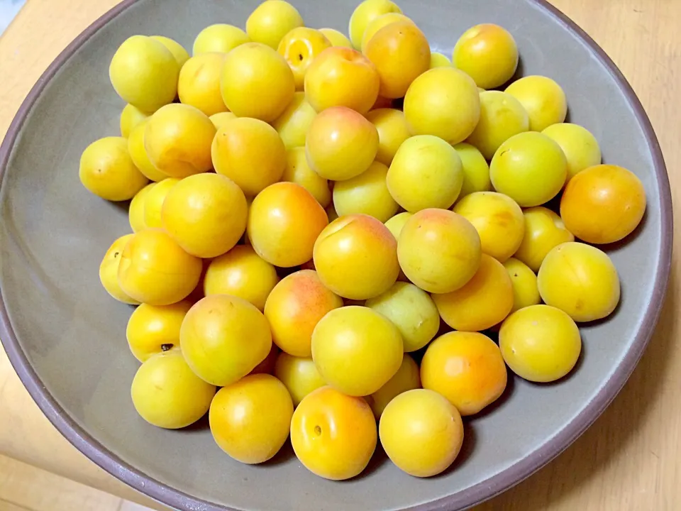 愛媛県砥部の完熟七折小梅〜出始めました。美味しい梅酢を作ります(*^o^*)|バリィちゃんさん