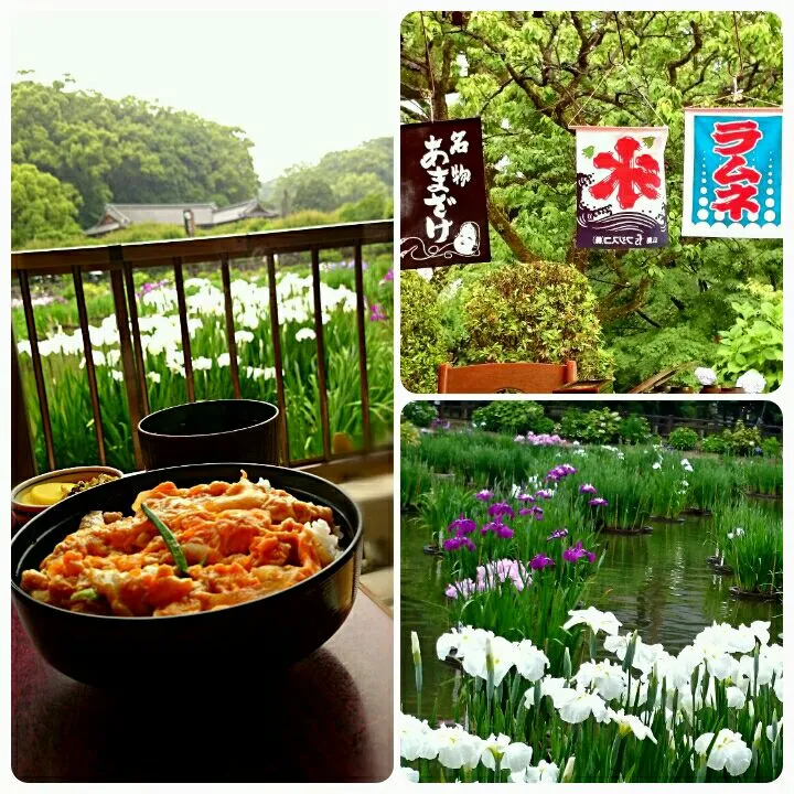 太宰府天満宮の菖蒲園にて、親子丼|うさかめさん