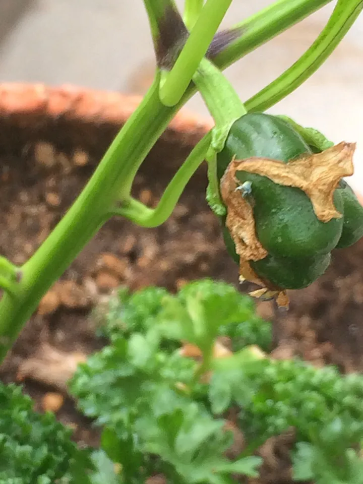 Japanese peppers are growing!!..shishito!!|Nigelさん