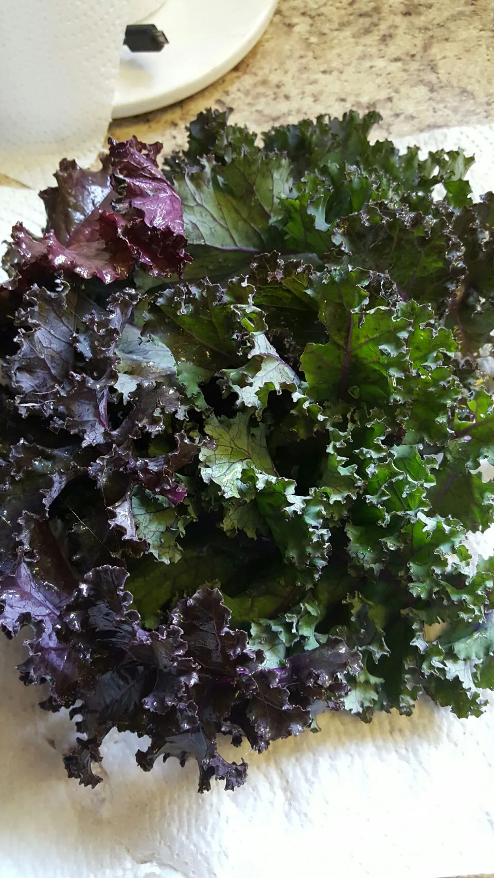 Fresh picked kale!|Desiree Carmanさん