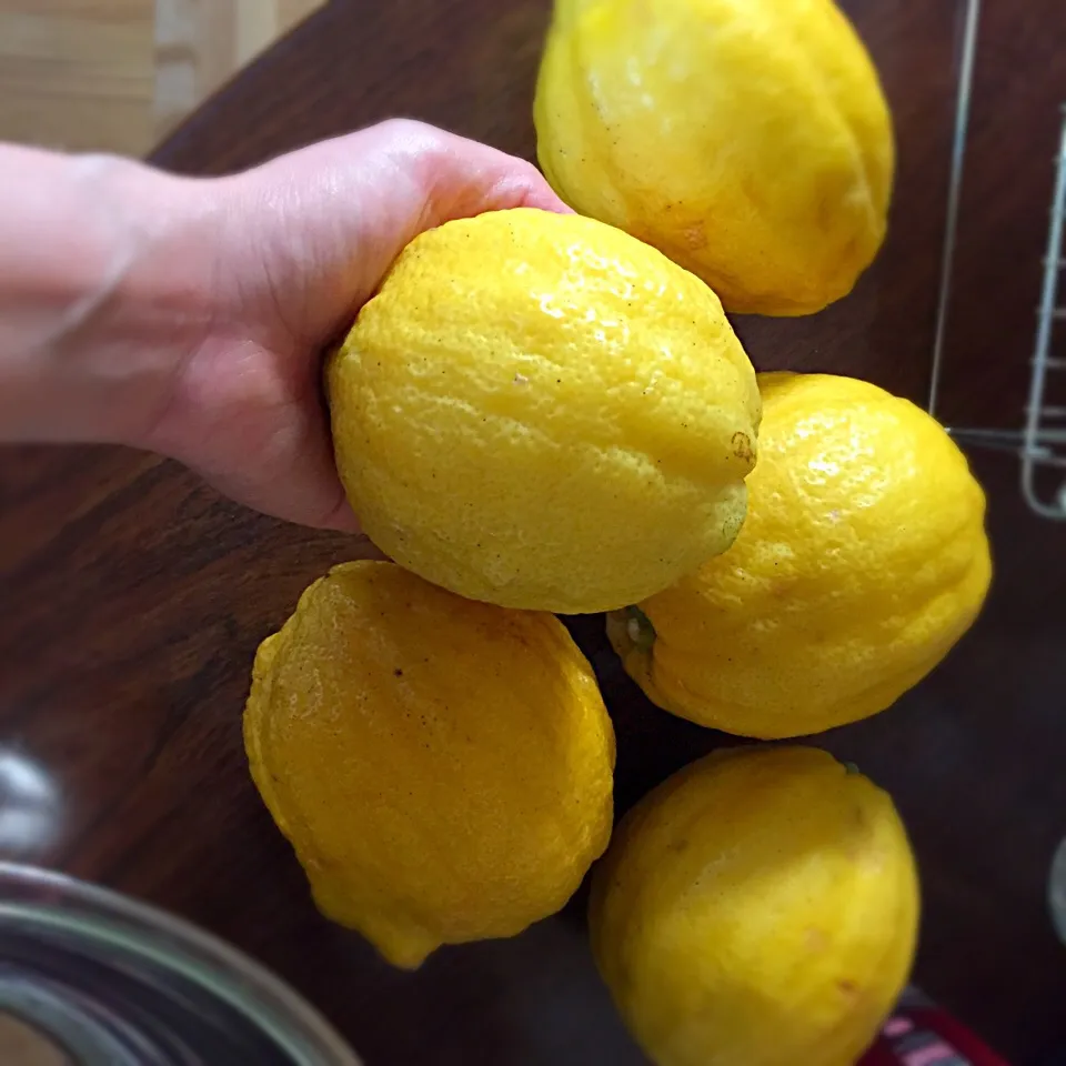 大きなレモン🍋リモンチェッロ用|有希子さん