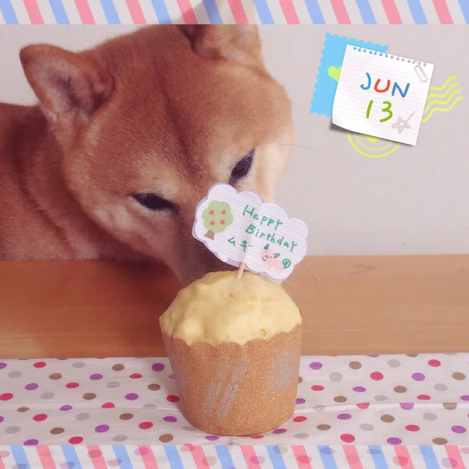 ワンコのお誕生日に無加糖カップケーキ作りました。|まちまちこさん