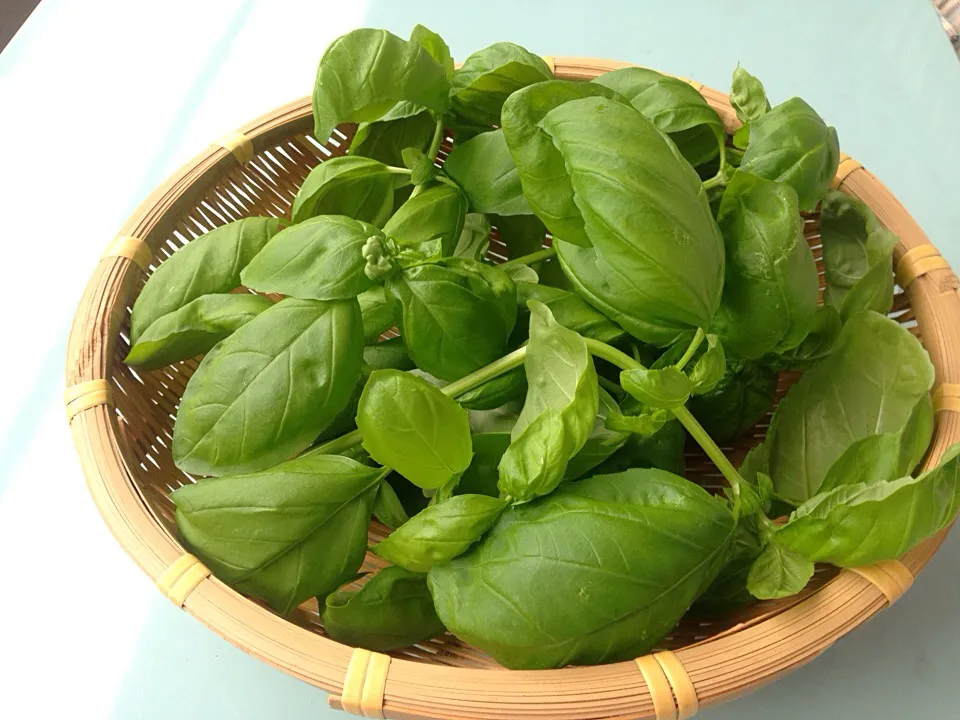 Going to make pesto!|mさん