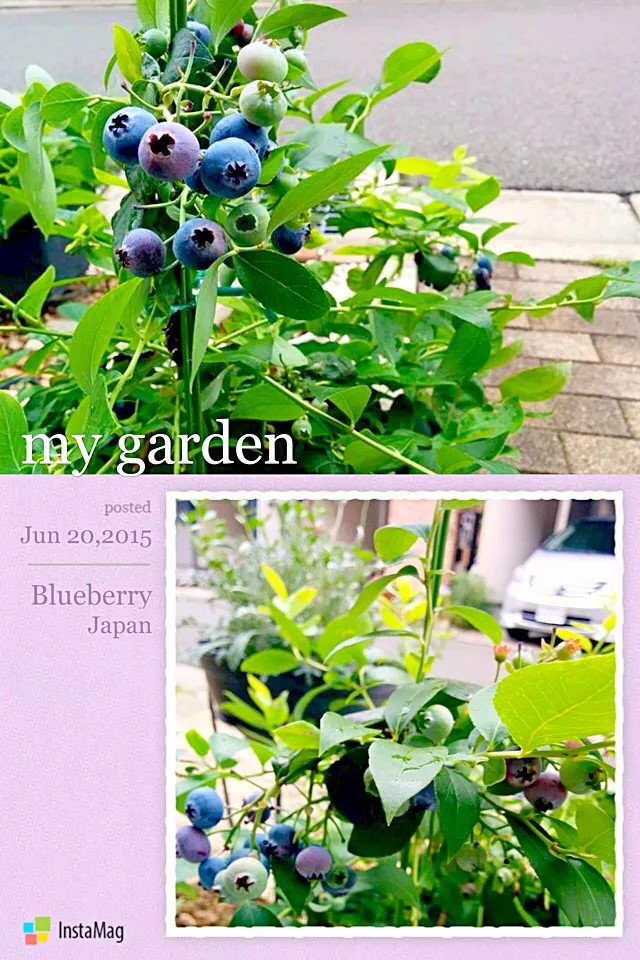 Picking Berries from my little garden🌱🐝|💖 ジジ 💖さん