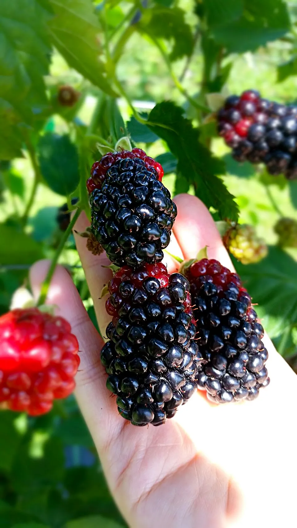 Snapdishの料理写真:Finally stopped raining here, perfect weather to pick some big blackberries at Eckert's farm in Bellville, IL, USA.|Jihollandさん