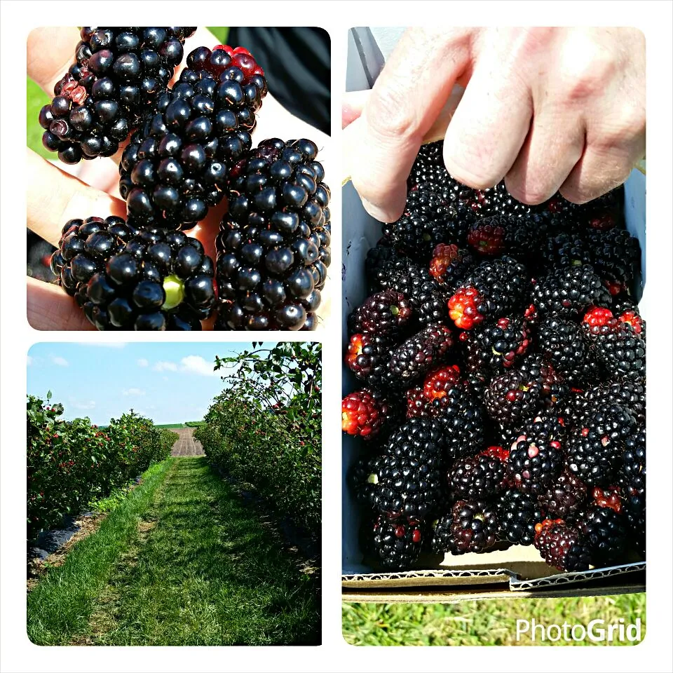 We picked 12 lbs of Blackberries at Eckert's farm.   $3.49 per pound.|Jihollandさん