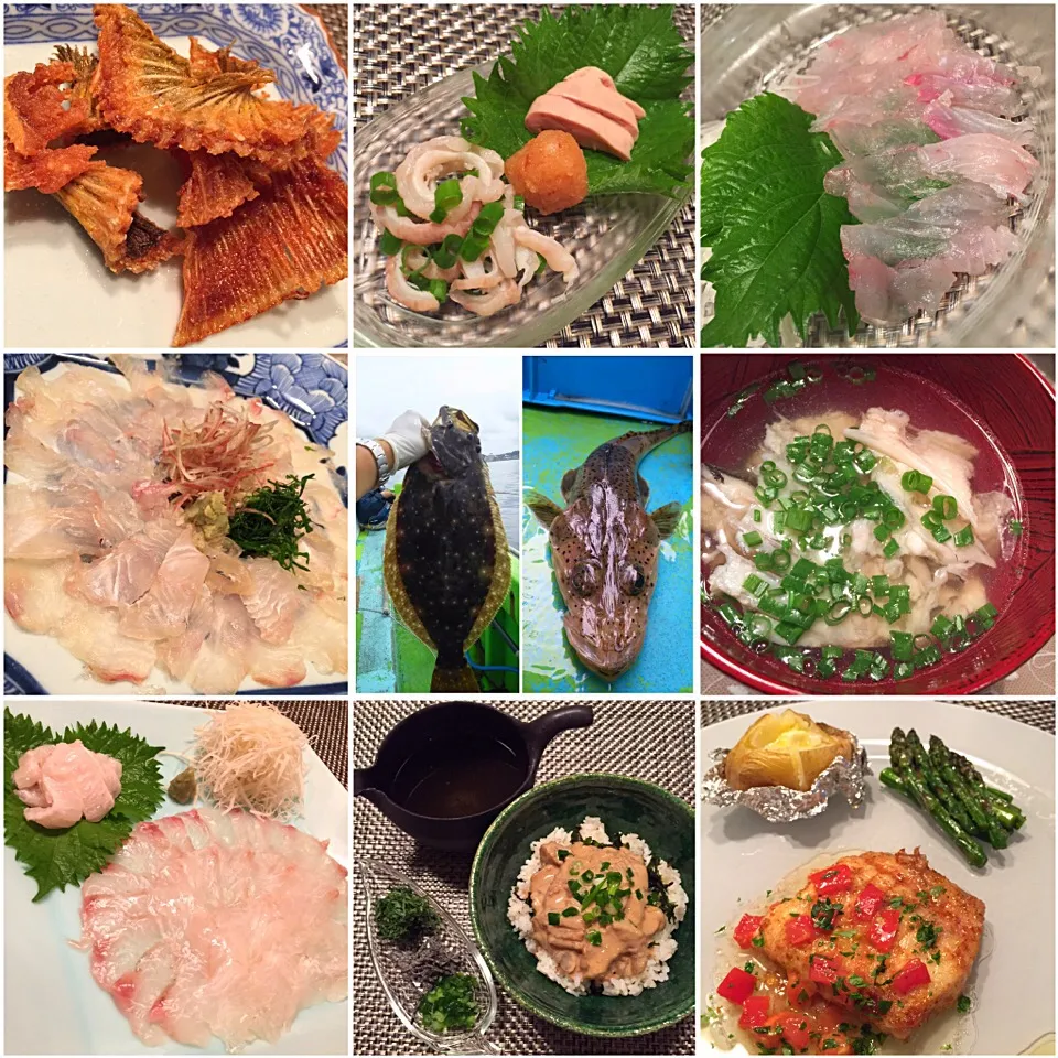 Snapdishの料理写真:2015.6.21 相模湾逗子沖で釣ったヒラメとマゴチの料理|塩豚骨さん