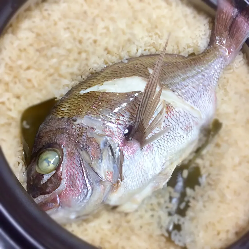 鯛飯|コハク_❇︎さん