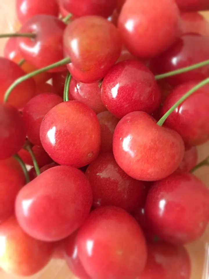 余市のさくらんぼ！|ファンキーさん