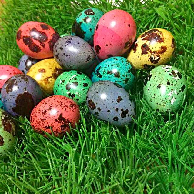 quail easter eggs|CHUENCHAIさん