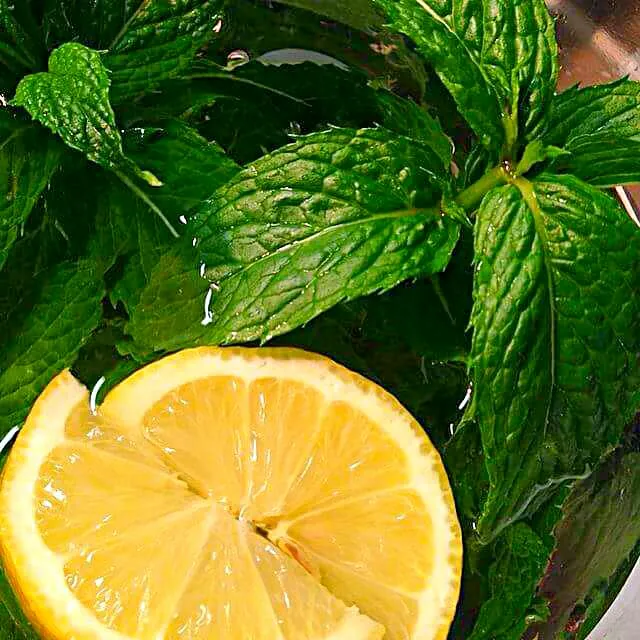 lemon mint water|CHUENCHAIさん