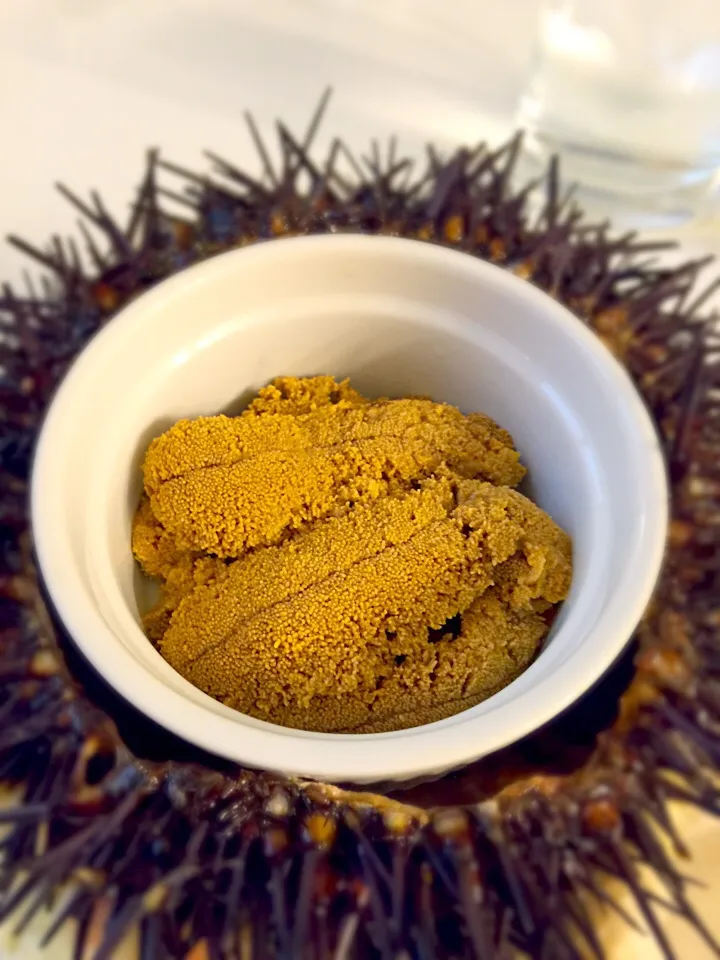 Half moon Bay sea urchin|Tomoさん