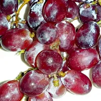 this is grapes @margaux #|Laila Jadidさん