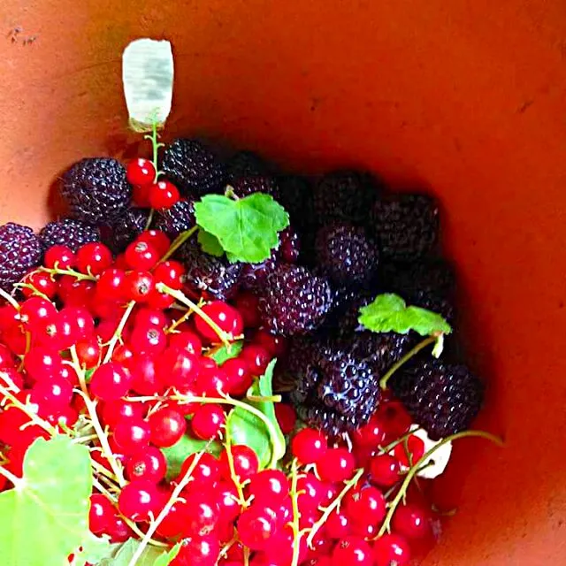 Snapdishの料理写真:black raspberries and red currents|CHUENCHAIさん