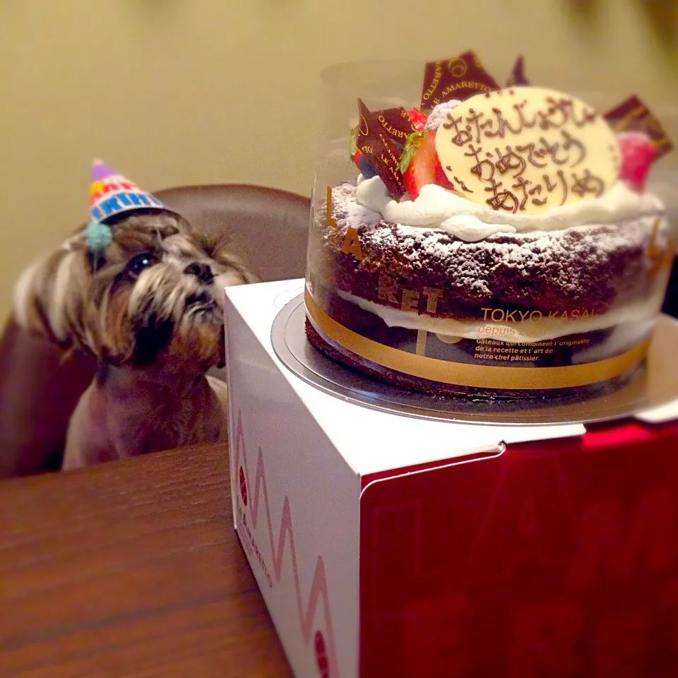 Birthday cake for my dog 🐶|カナ☆デップさん