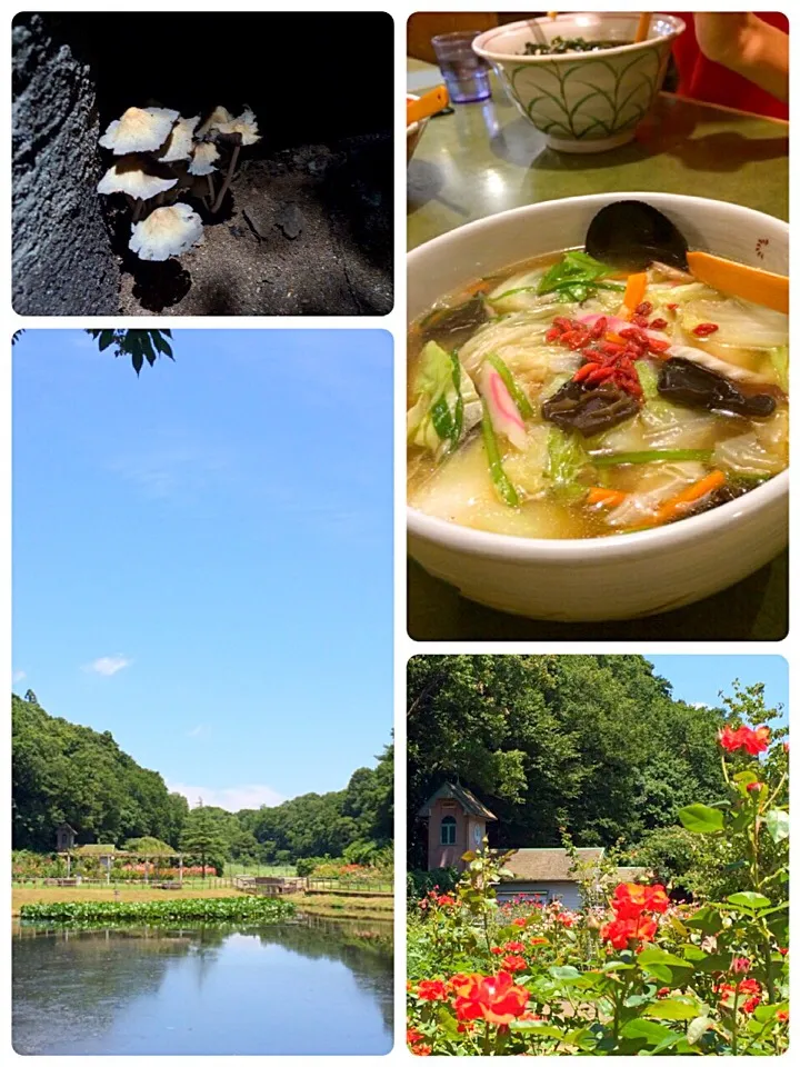 Snapdishの料理写真:大町自然観察園〜10年ぶりの博士ラーメン🍜|はやちんさん