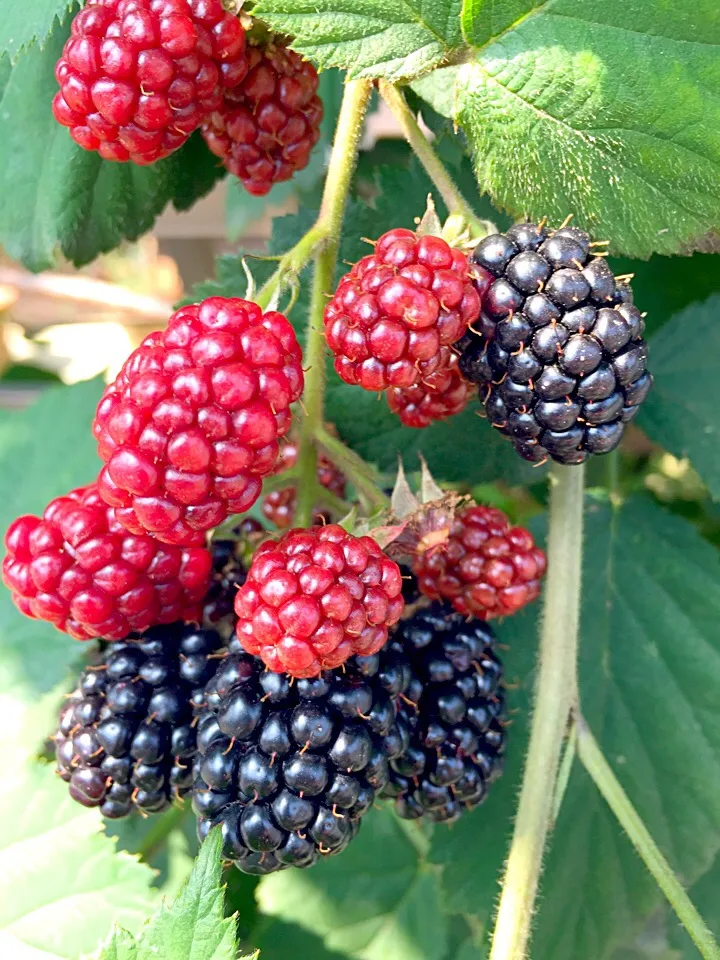 Berries to be used for granola|Mary Annさん