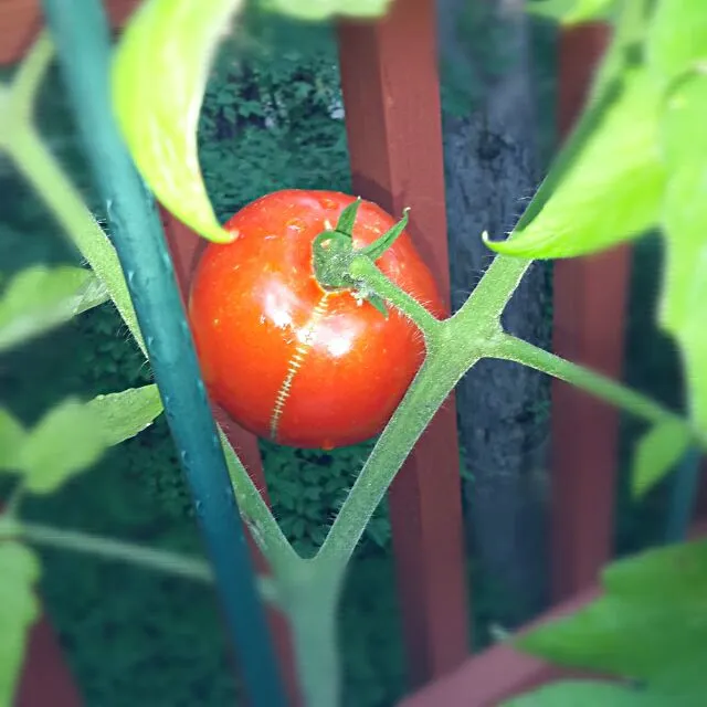 one homegrown tomato|Jiraphon Gさん