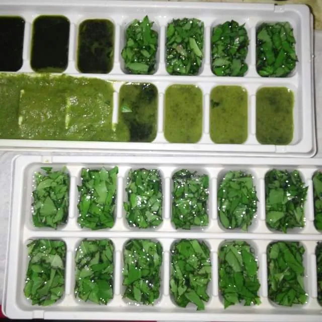 preserving herbs pesto basil ice cubes|CHUENCHAIさん