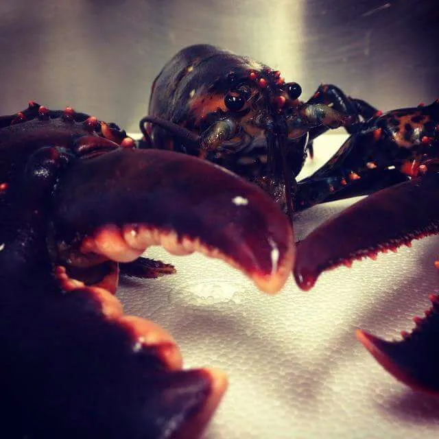 Snapdishの料理写真:black lobster|CHUENCHAIさん