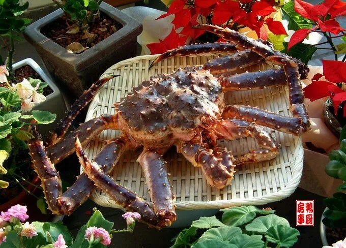 king crab...stage 1|steven z.y.さん