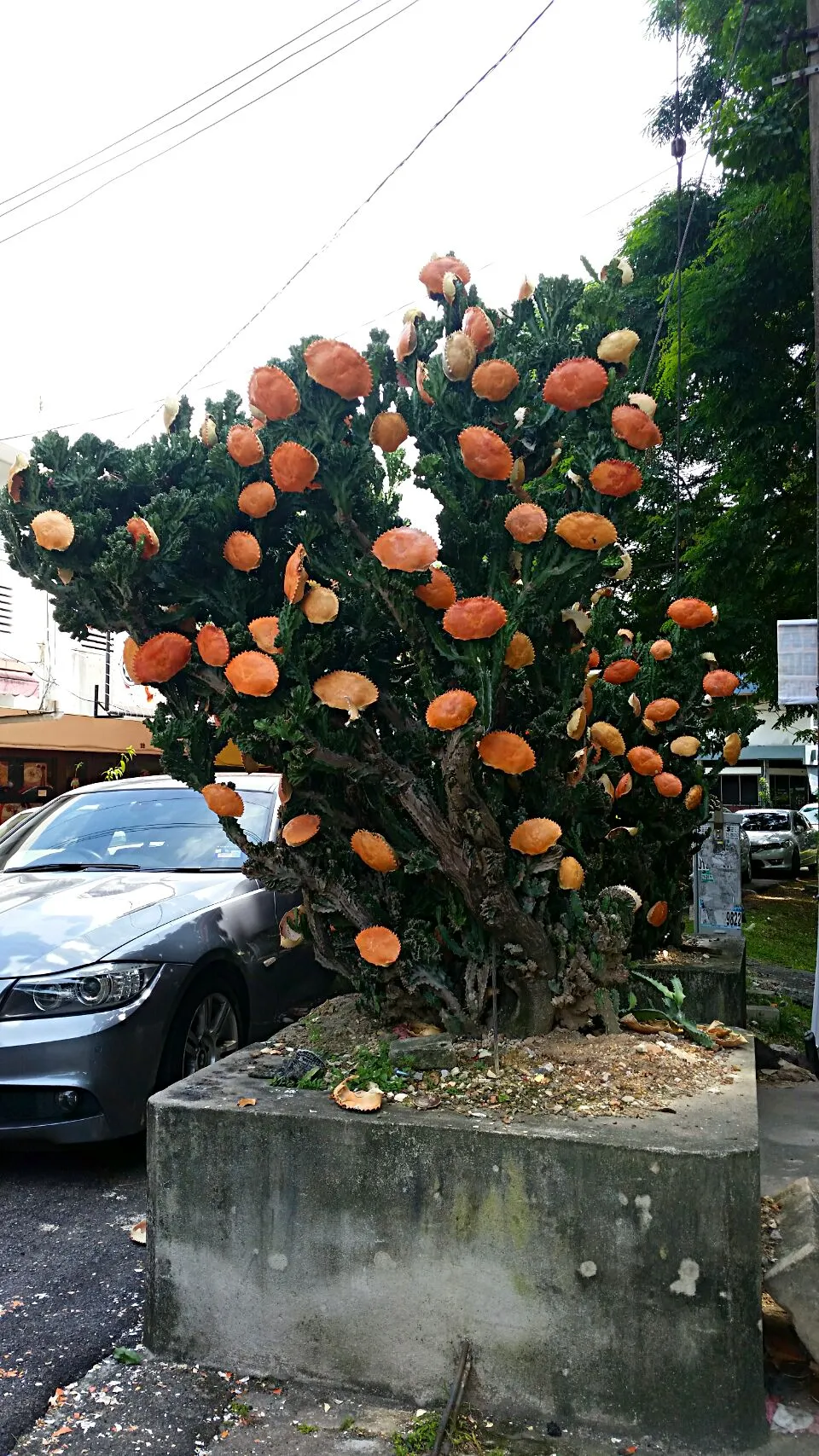 Crabs on a tree|Ng Michaelさん