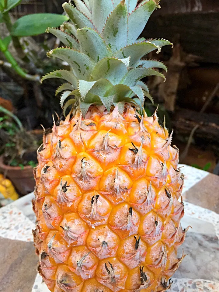 🍍🍍🍍🍍🍍|ムークさん