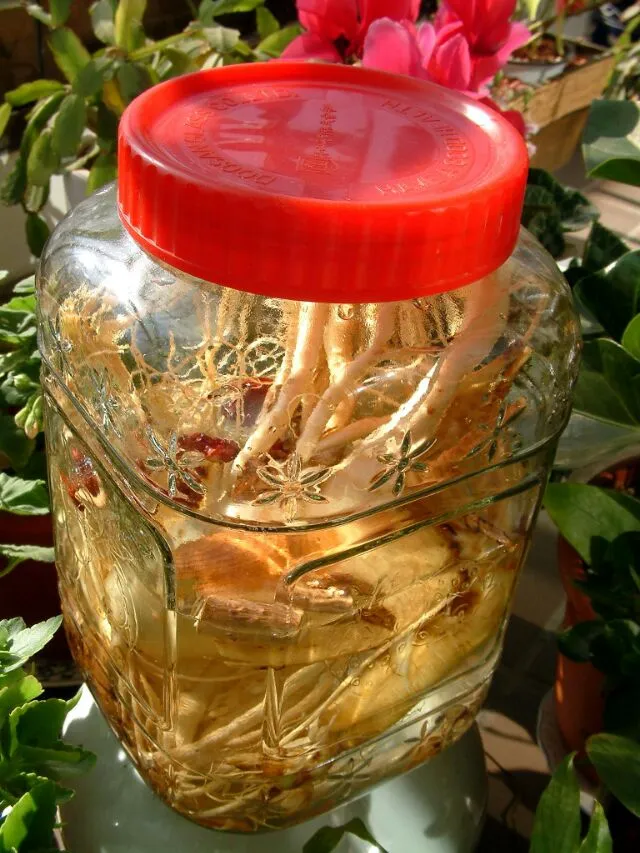 人参药酒。。。home made ginseng wine 2|steven z.y.さん