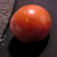 fresh grown tomatoes|Natalie harbourさん