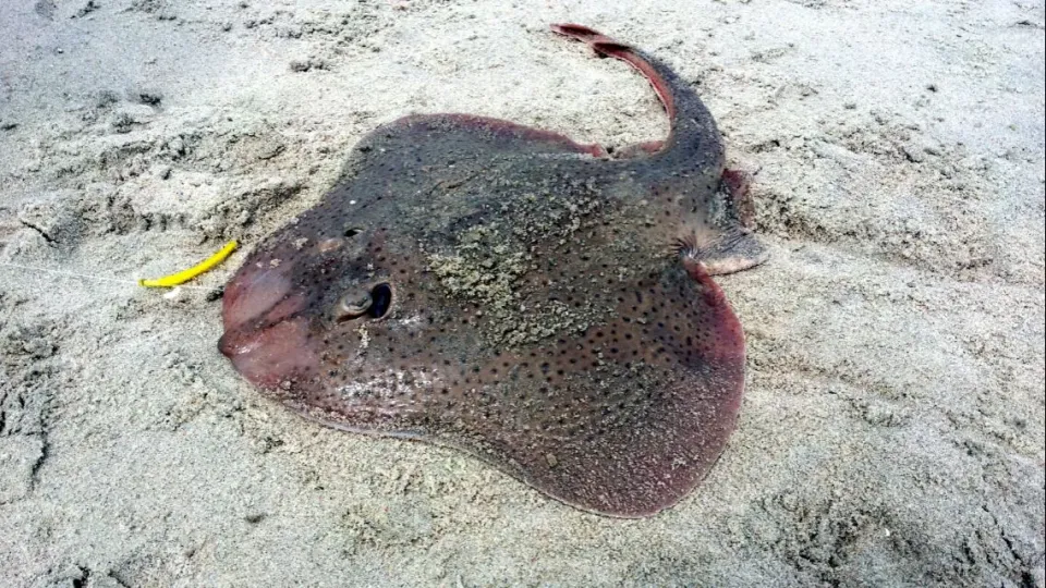 Snapdishの料理写真:skate wings...freshly caught off the surf 1|steven z.y.さん