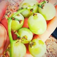 #yummy frozen grapes are the best! You must try it! #Snack/Teatime #fruit|Malis Vannaさん