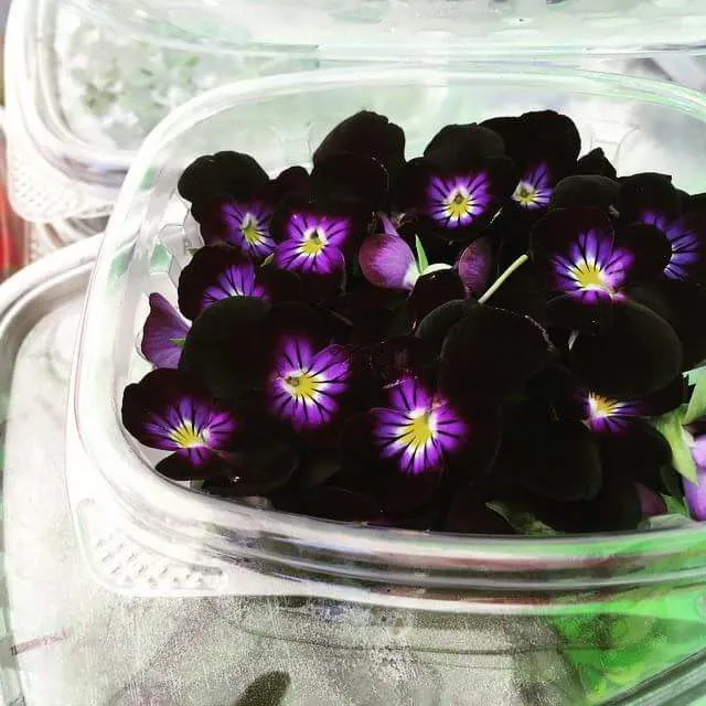 edible jump ups flowers|CHUENCHAIさん