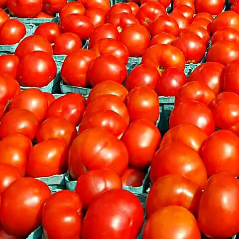 Sweet Ripe Red Tomatoes|Sheila Harrisさん