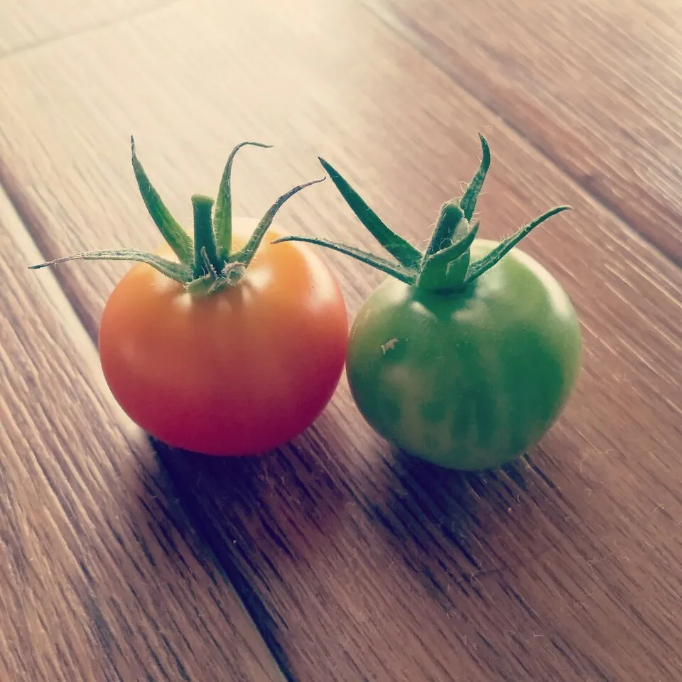 #tomato🍅 #homegrown|C_Lynneさん