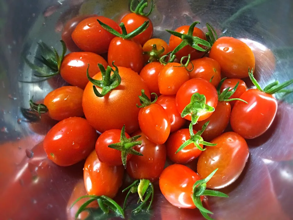 家庭菜園シリーズ😂摘みたてミニトマトン💨🐷とミディアムトマト🍅🍅甘くておいしいー|ぷっくりんこ💙さん