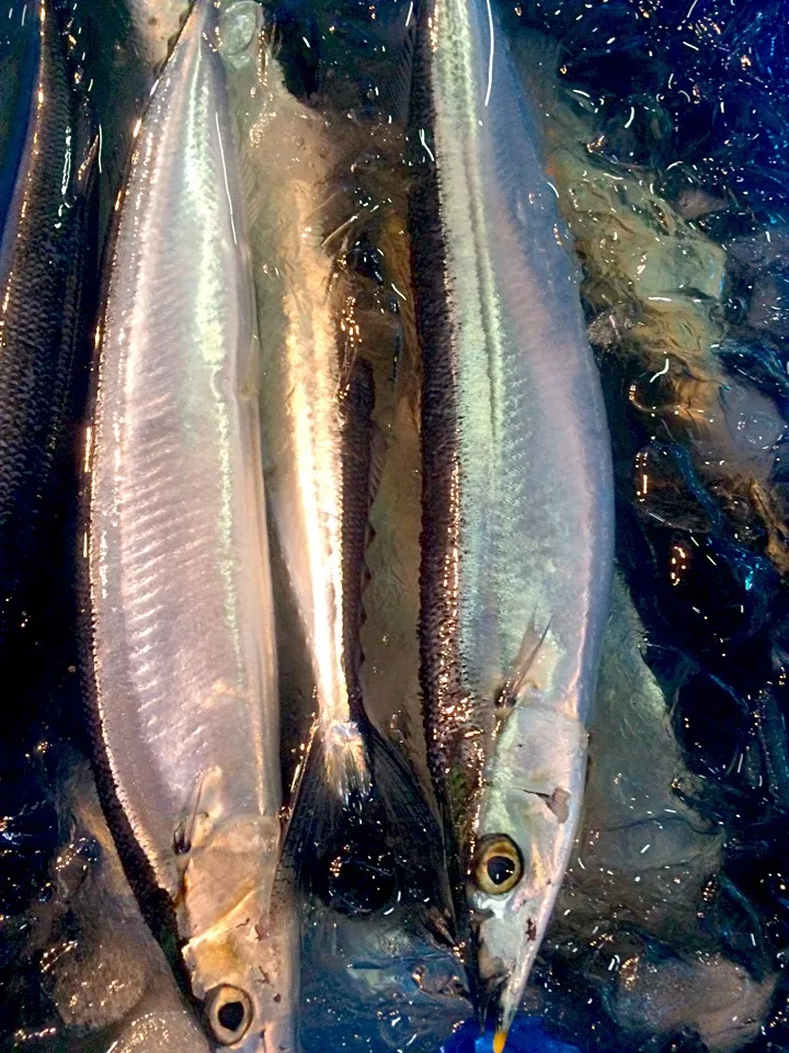 北海道からの刺身用の秋刀魚💮|Toru Satoさん