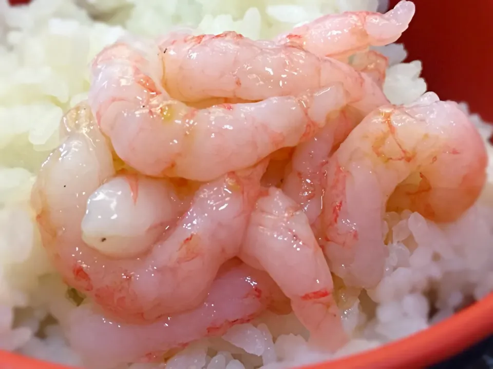 即席甘エビ丼☆甘エビ食べ放題中〜|ゆっこさん