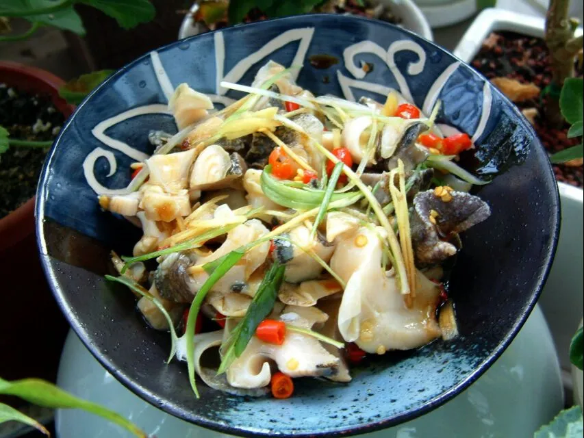 葱姜海螺|steven z.y.さん