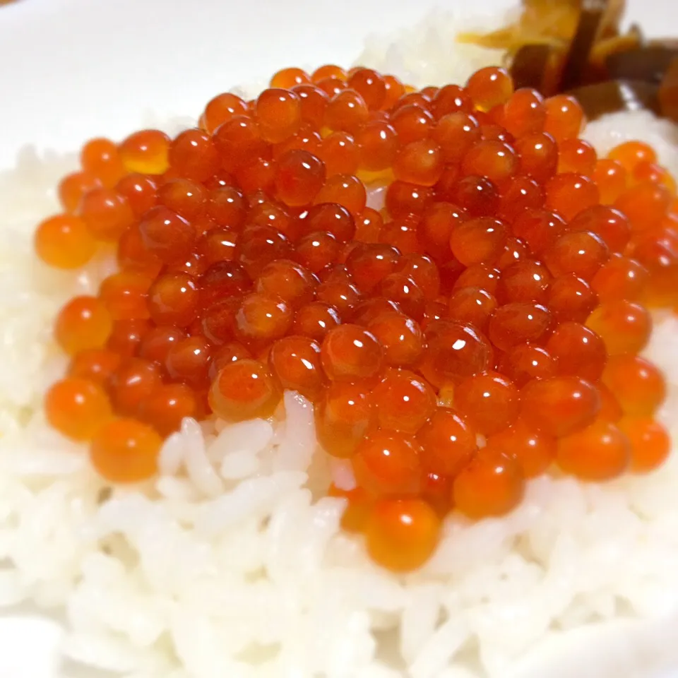 今シーズン初いくら醤油漬け(自家製)|なお。さん