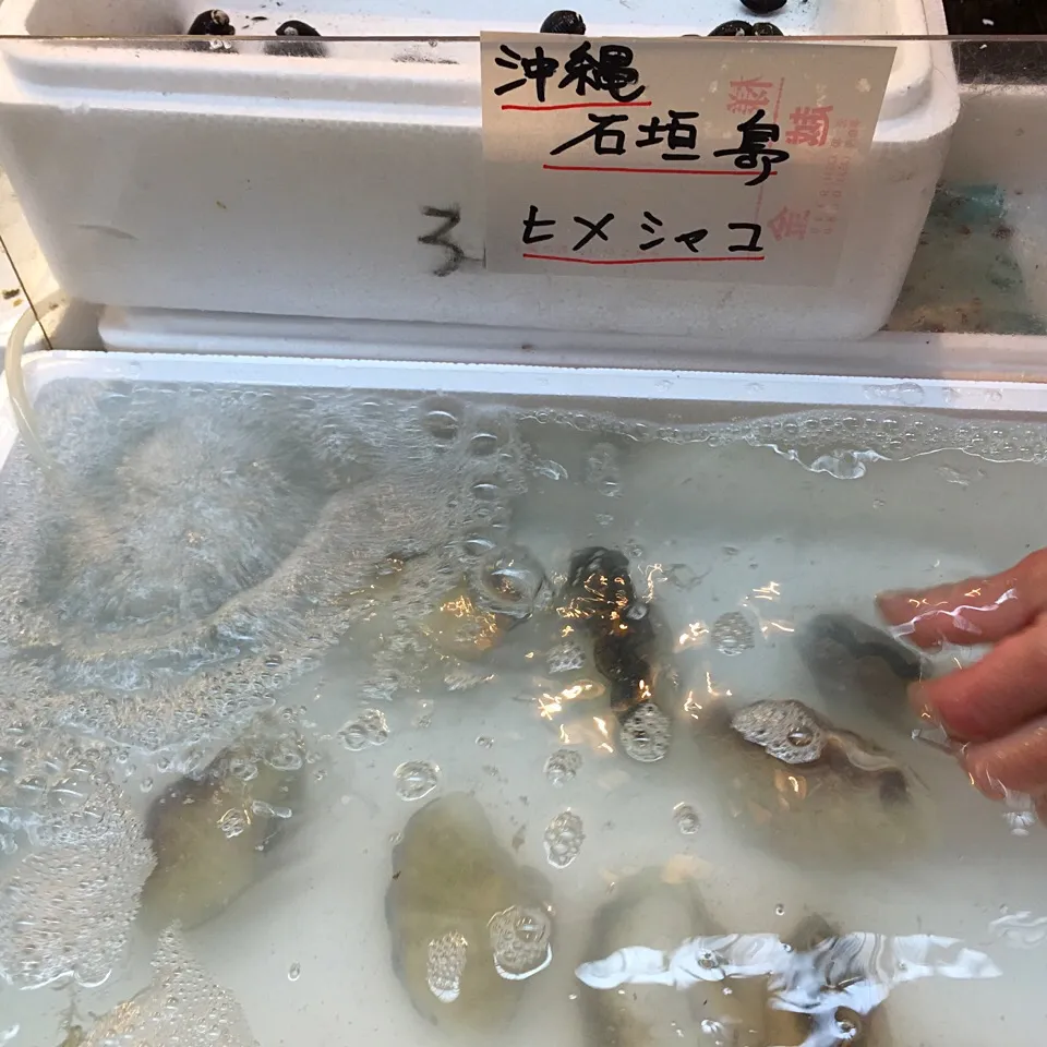 Snapdishの料理写真:石垣島 ひめしゃこ貝|金子 雄介さん