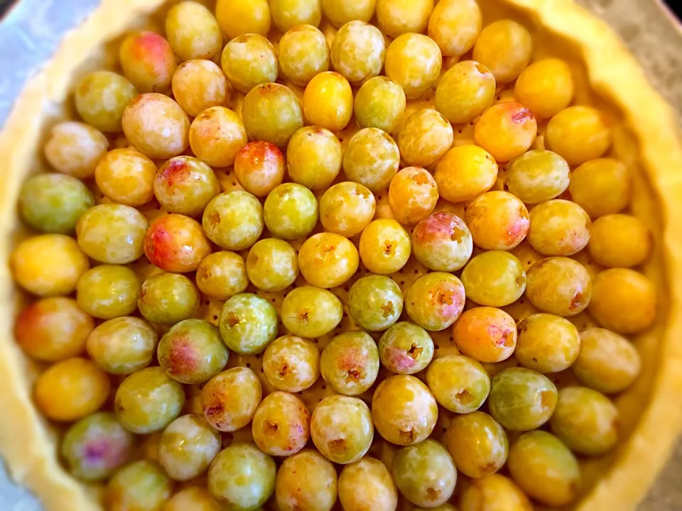 Tarte aux mirabelles (Lorraine)|Makotoさん