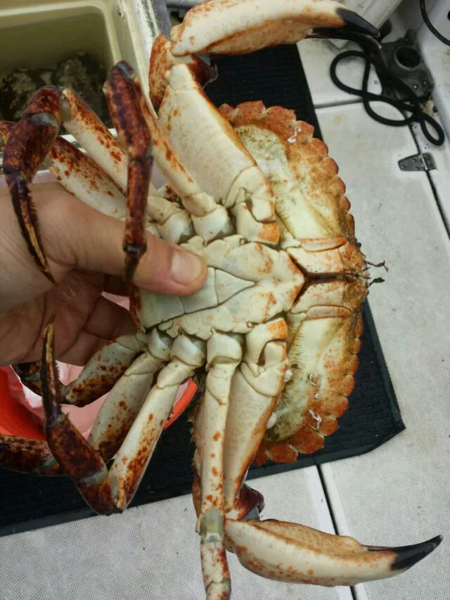 Snapdishの料理写真:crabing at Puget Sound...stone crab - catch of the day.|steven z.y.さん