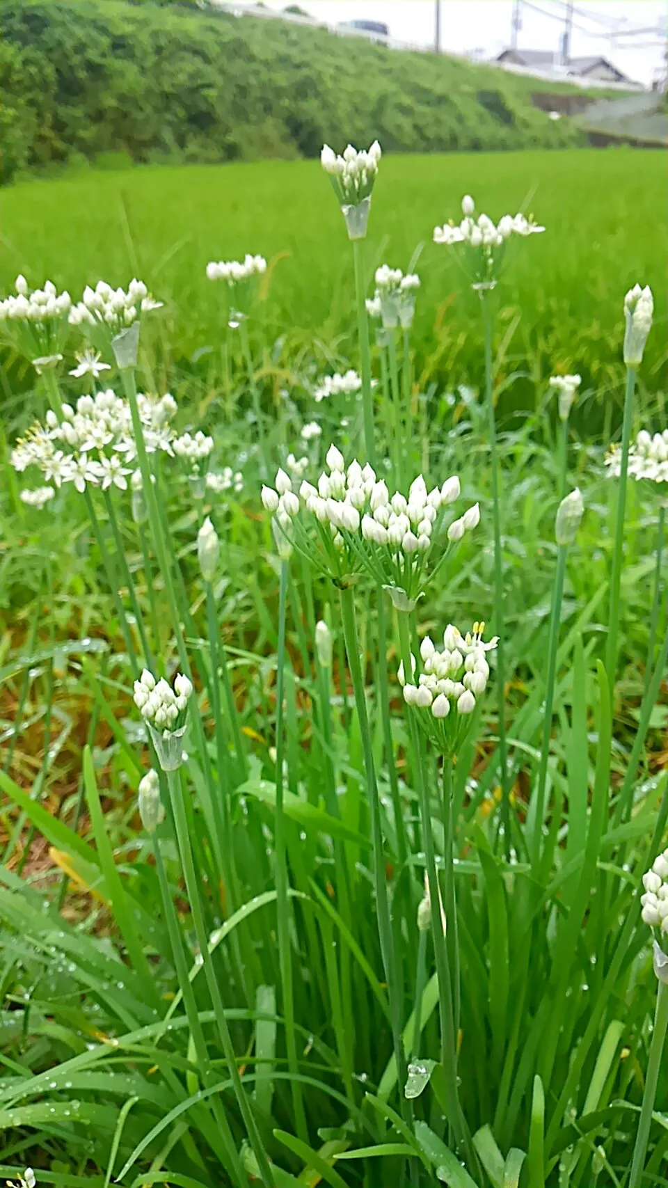 ニラの花|プロフーモさん