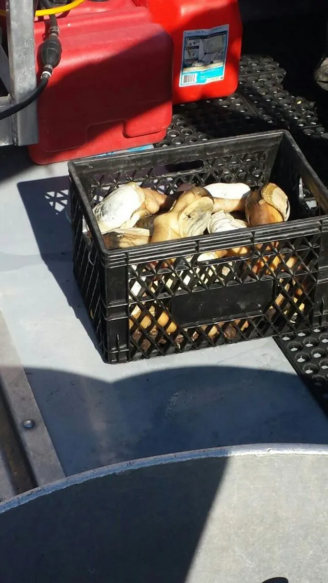 Purchased 50lbs of geoducks from local fishermen at an Indian reservation near Puget Sound.|steven z.y.さん