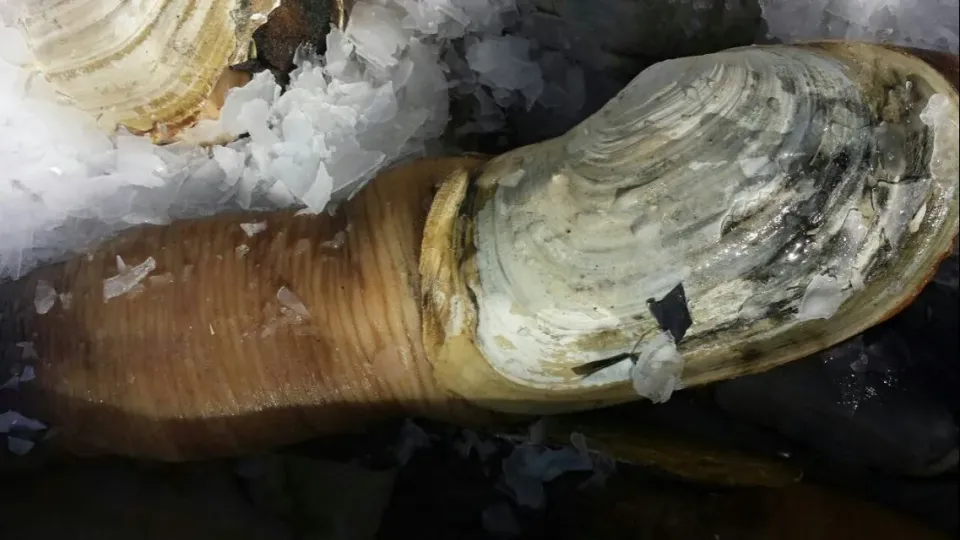 Large geoducks at $5 a pound - an absolute bargain!|steven z.y.さん