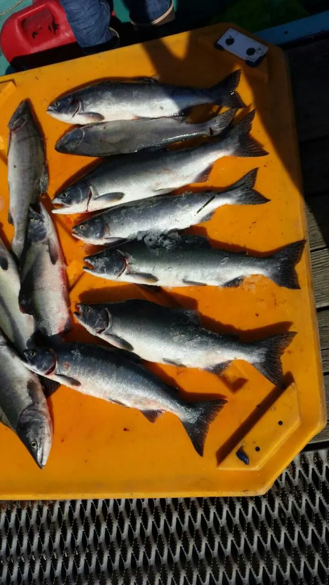 Also bought a dozen freshly caught coho salmons. Going to have them smoked.|steven z.y.さん