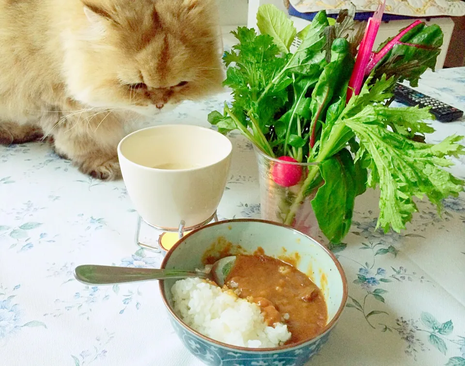 十勝帯広インディアンカレー|セルペンティさん