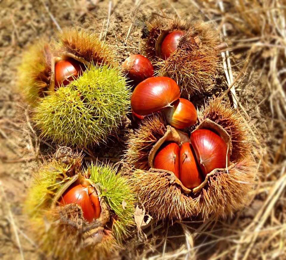 Snapdishの料理写真:秋の味覚狩り🌰|nayuhaさん