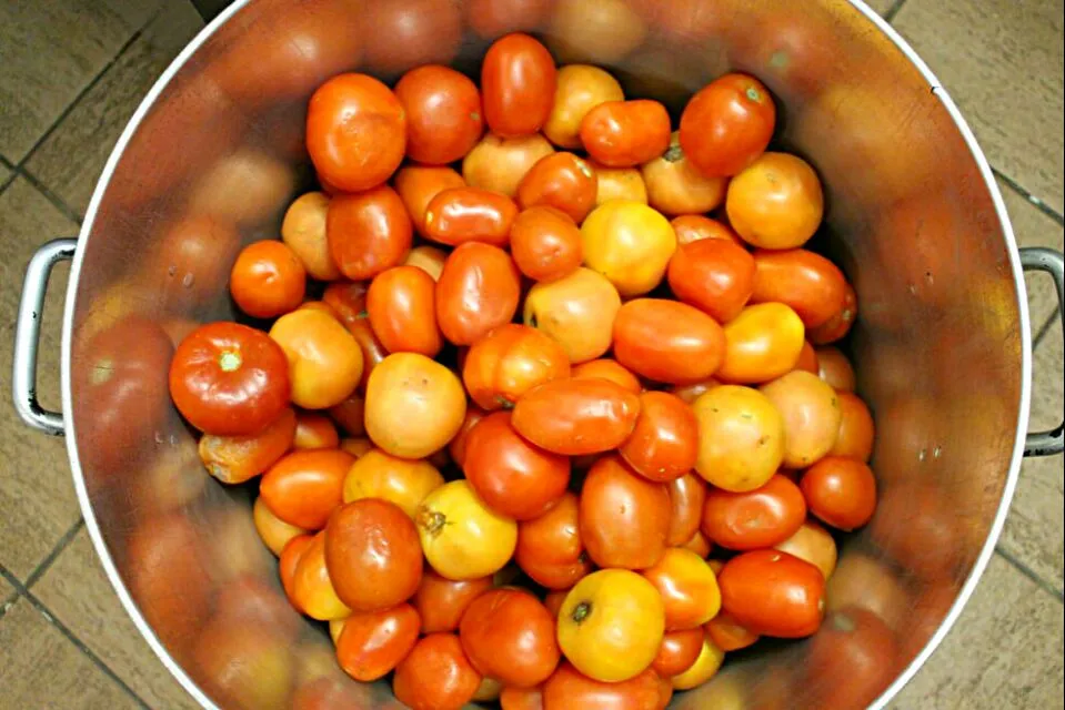 🌽🍃A Day at Oakland Organic Farms🍃🌽 A Pot of  Tomatoes to be transformed to Salsa🍅 💚 🍅 #Vegetable 🌟 #Organic #Healthy 😊|Alisha GodsglamGirl Matthewsさん