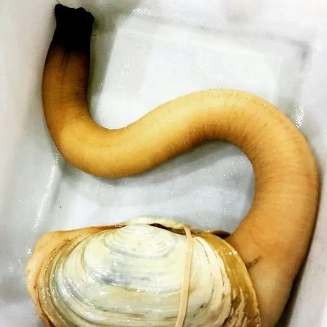 geoduck|CHUENCHAIさん